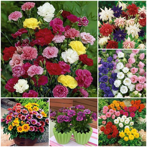 Семена цветов фото и названия Семена цветов фото и названия