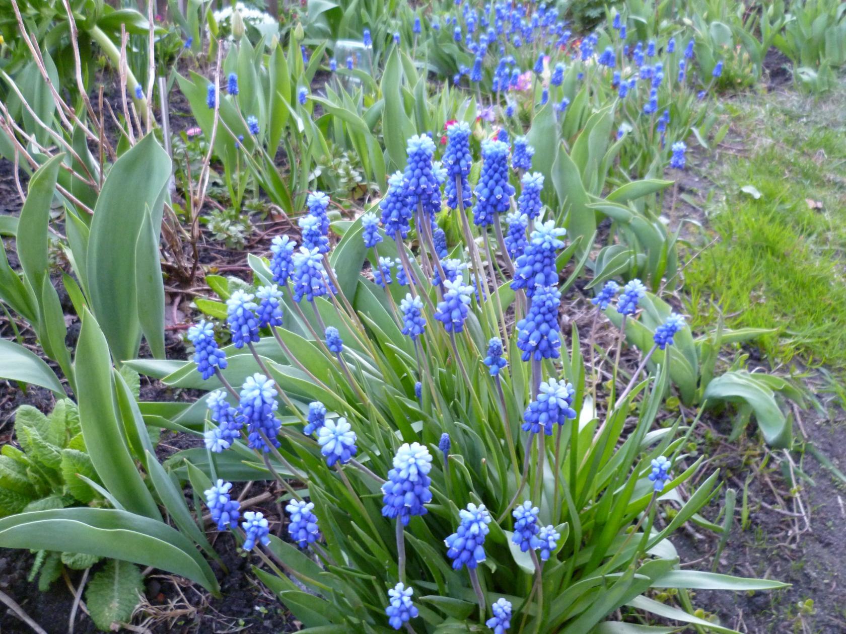 Первоцветы фото с названиями садовые многолетние луковичные Первоцветы фото с названиями садовые многолетние луковичные