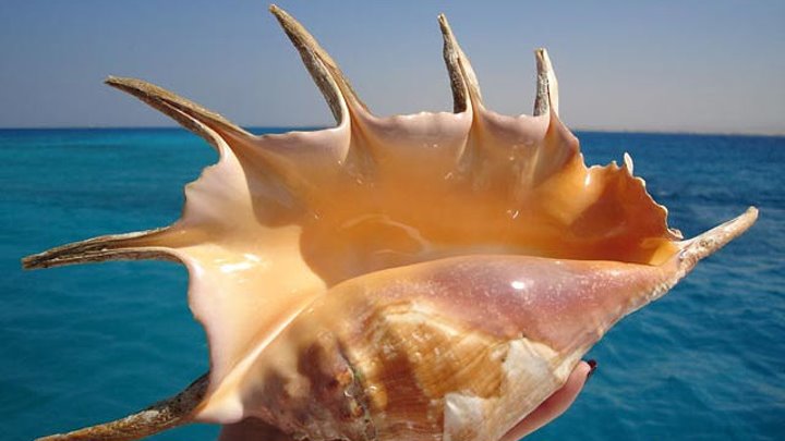 Моллюски красного моря фото Моллюски красного моря фото