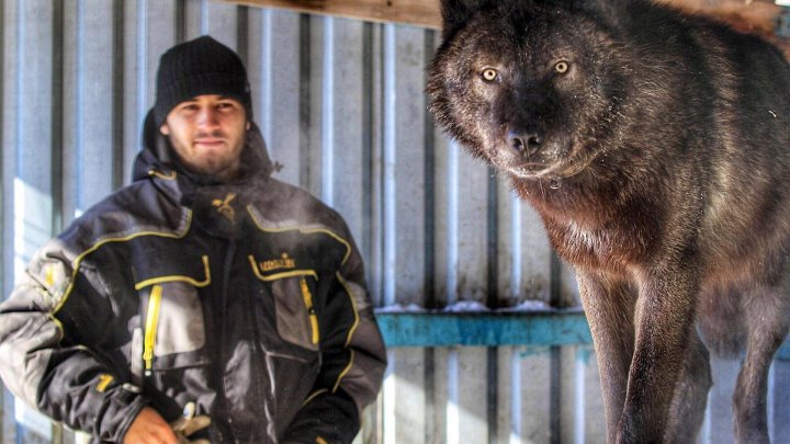 Канадский волк фото с человеком Канадский волк фото с человеком