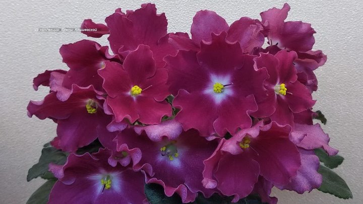 Амалия фиалка фото Амалия фиалка фото