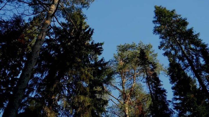 Леса удмуртии фото Леса удмуртии фото