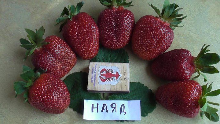 Арианна клубника фото Арианна клубника фото