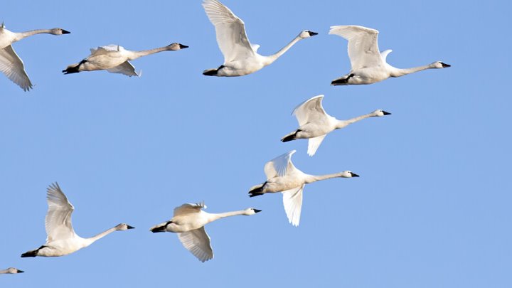 Клин лебедей в небе фото Клин лебедей в небе фото