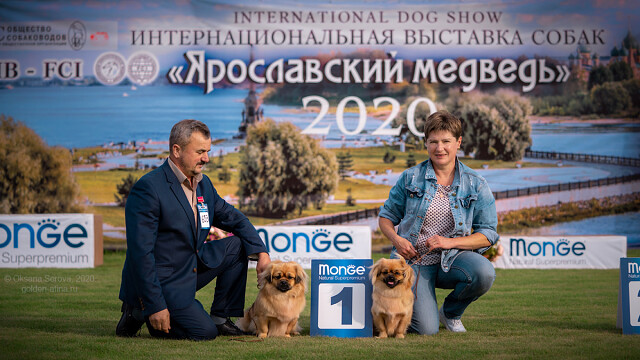 Выставка собак ярославль 2024. Выставки собак в Ярославле.