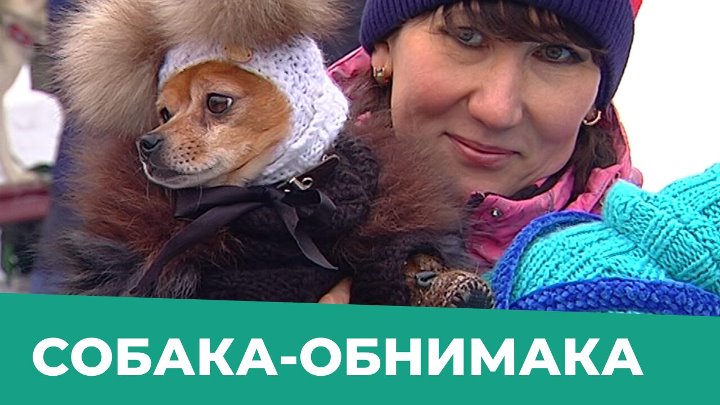 Собака обнимака пермь. Акция собаки обнимаки. Собака обнимака Сокольники. Собака обнимака игрушка.