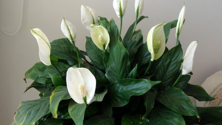 Как цветет цветок женское счастье фото Как цветет цветок женское счастье фото