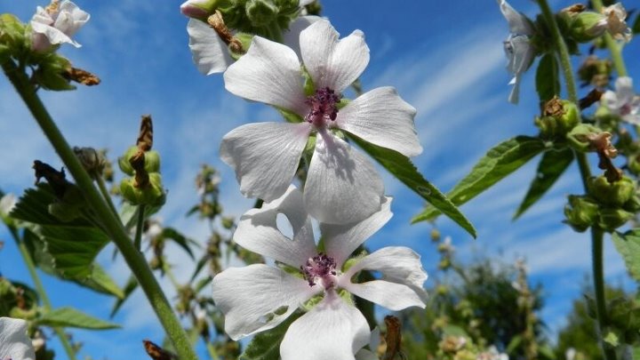 Алтей трава фото где растет Алтей трава фото где растет