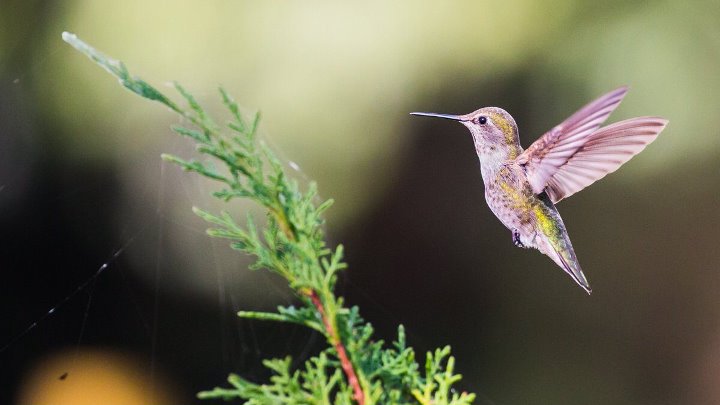 Волгоградская колибри фото Волгоградская колибри фото