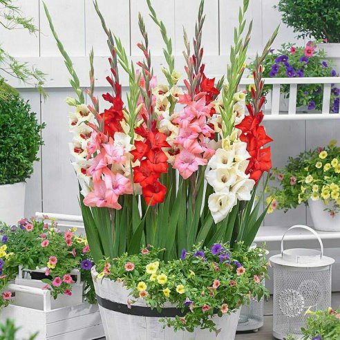 Клумба гладиолусов фото Клумба гладиолусов фото