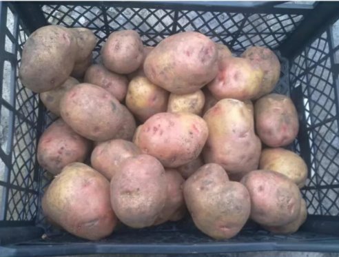 Как выглядит картошка иван да марья фото Как выглядит картошка иван да марья фото