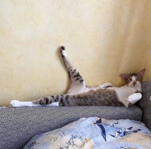 Мем хоба с котом Мем хоба с котом