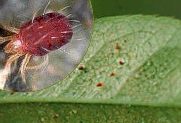 Красный клещ на мильтонии фото Красный клещ на мильтонии фото