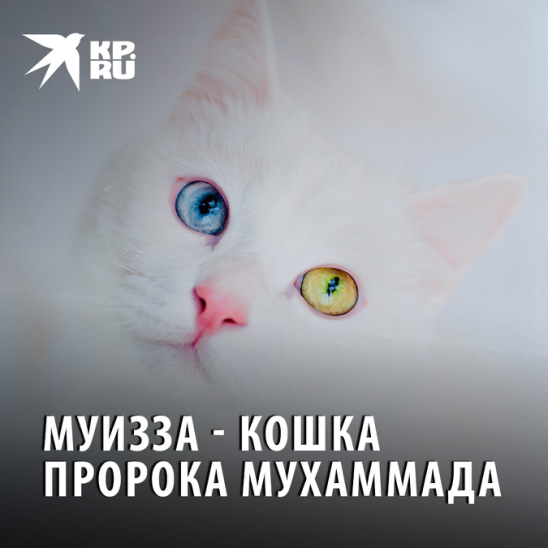 Как выглядела кошка пророка Как выглядела кошка пророка