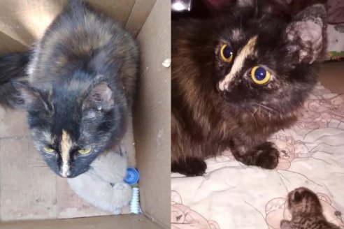 Как выглядят умершие кошки Как выглядят умершие кошки