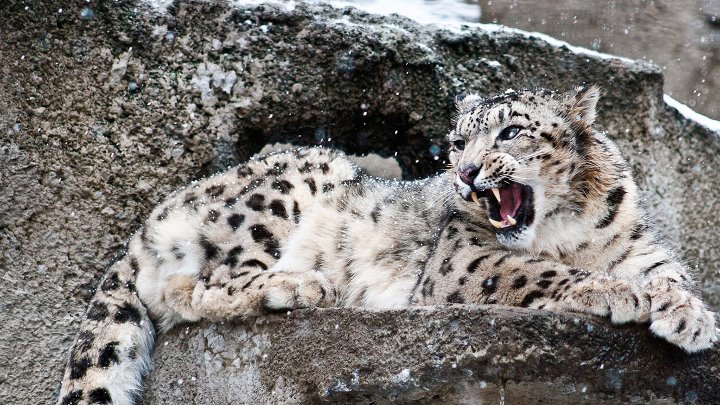 Редкие животные россии фото Редкие животные россии фото