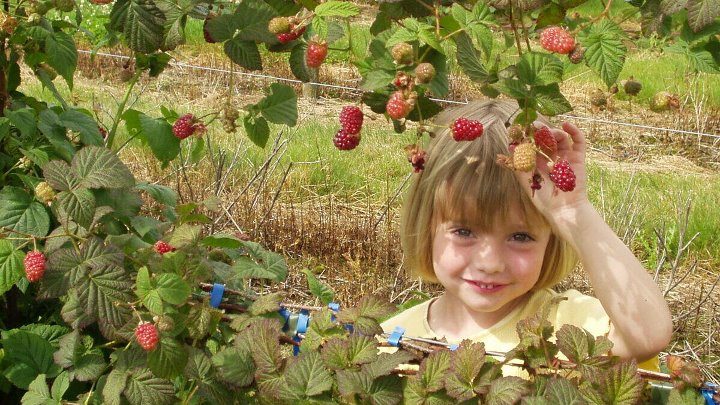 Дети малина фото Дети малина фото