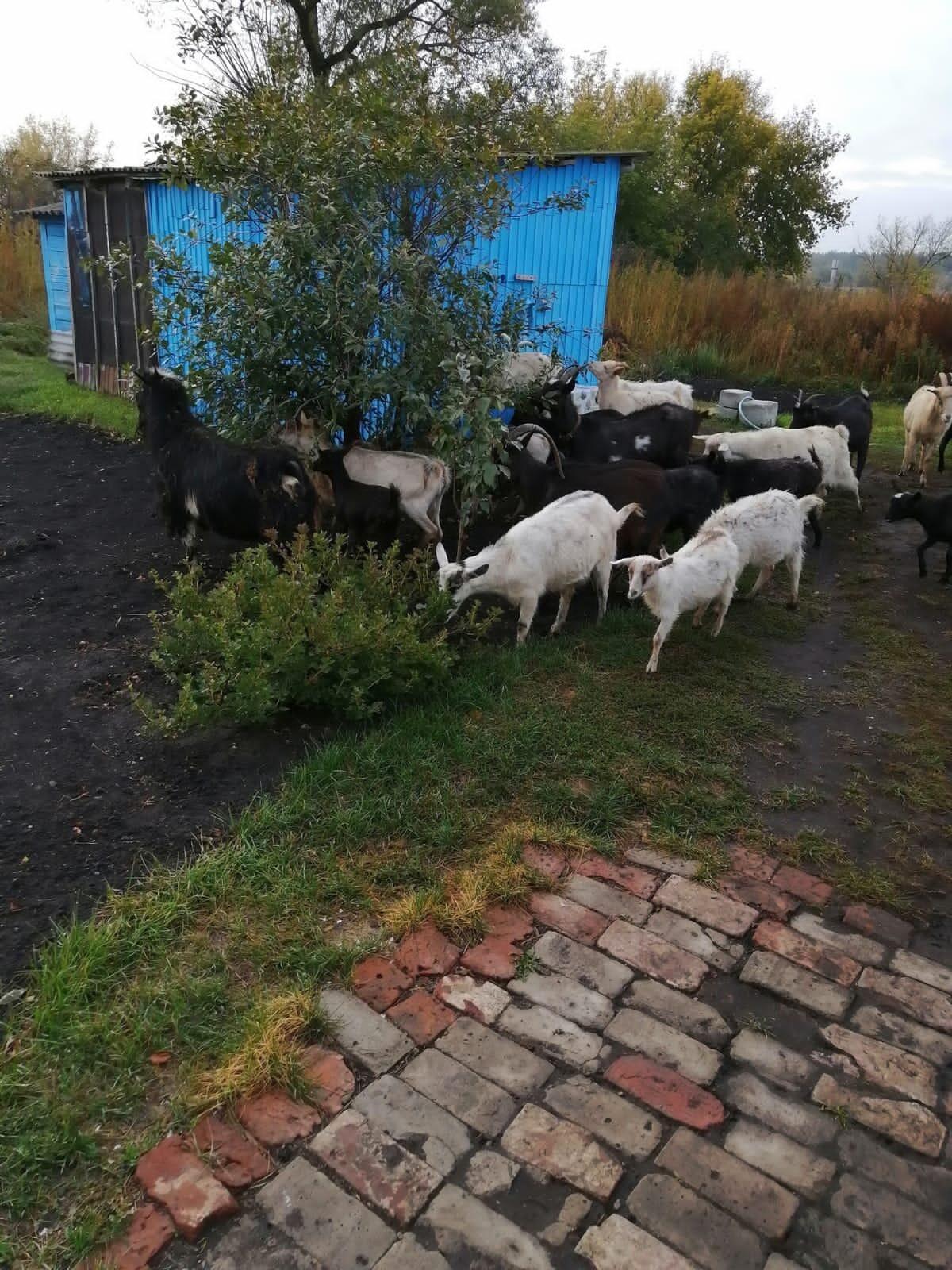 В отношении жительницы села Вязьмино составили протокол об административном правонарушении за бесконтрольный выпас скота