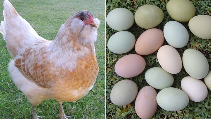 Куры амераукана фото и описание Куры амераукана фото и описание