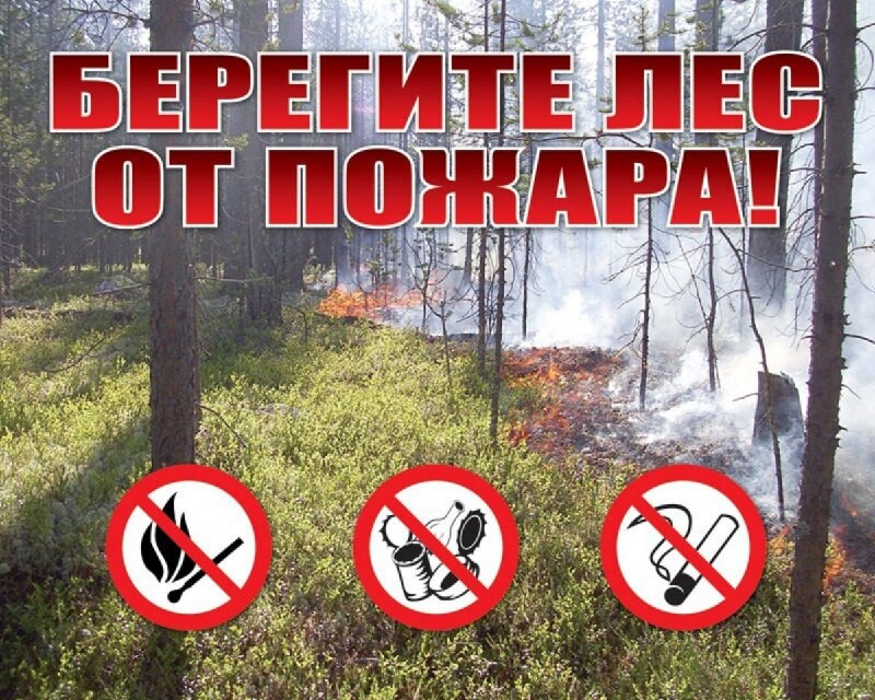 До 1 сентября в регионе ввели ограничения на посещение леса