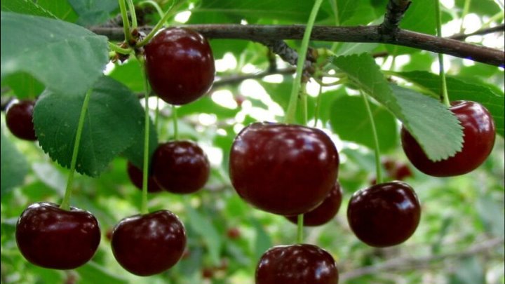 Вишня максимовская фото Вишня максимовская фото