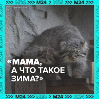 Как животные в Московском зоопарке готовятся к зимней спячке — Москва 24