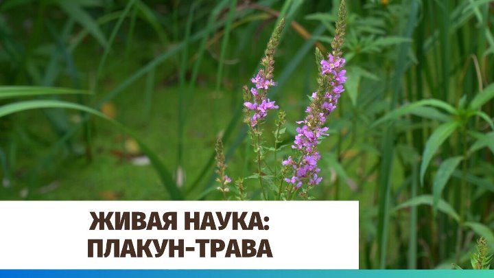 Плакун трава что это за растение фото Плакун трава что это за растение фото