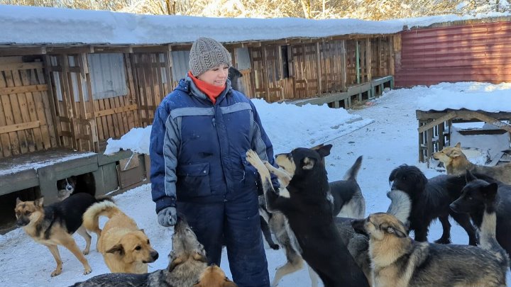 Видео приюта ковчег. Приют Ковчег Калининград. Ковчег приют для животных Калининград. Помощь приюту. Приют Ковчег Клинский район.