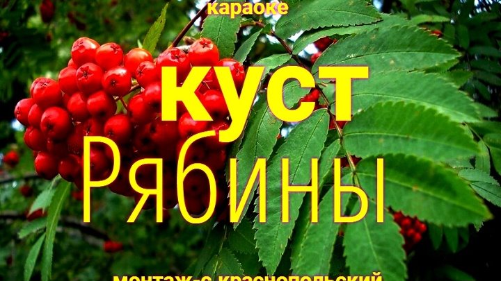 Кусты караоке. Караоке Рябиновая. Тонкая рябина караоке