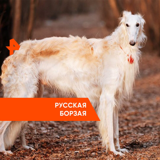 Борзая собака фото Борзая собака фото