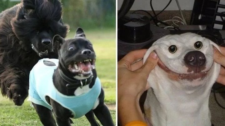 Прикольные смешные фото бесплатно Прикольные смешные фото бесплатно