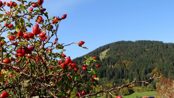 Горный шиповник фото Горный шиповник фото