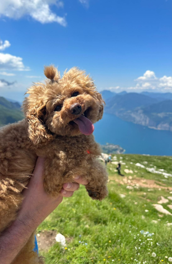 Пудель груша фото Пудель груша фото