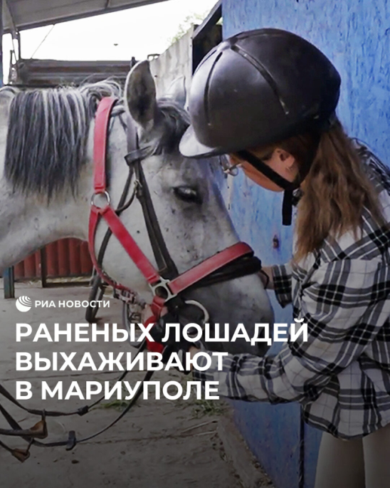 Кто не смог взять себе раненого коня. Орать, как раненая лошадь,. Соседи как раненая лошадь.