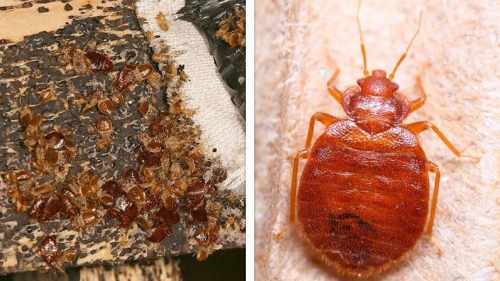 Клоп человеческий фото Клоп человеческий фото