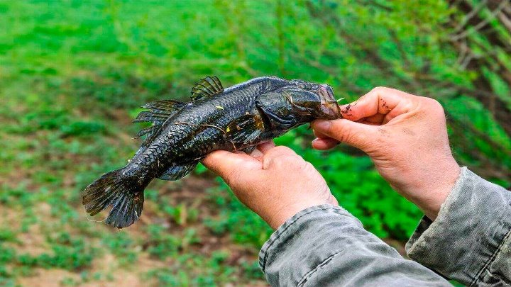 Ратан рыба фото Ратан рыба фото