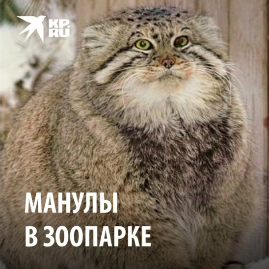 Манула кошка фото Манула кошка фото