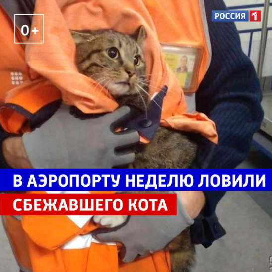 Поймать сбежавшего кота