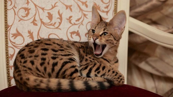 Ашера кошка фото Ашера кошка фото