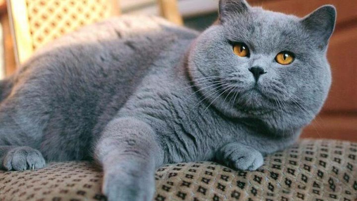 Как выглядит кошка британка Как выглядит кошка британка
