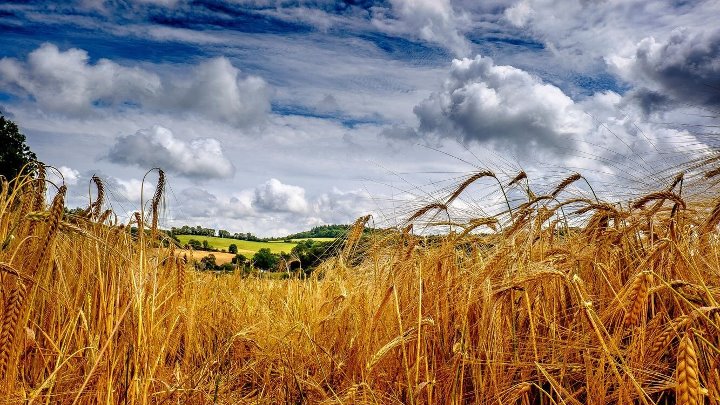 Поле пшеницы фото Поле пшеницы фото