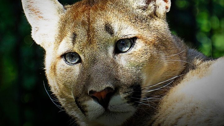 Котенок пумы фото Котенок пумы фото