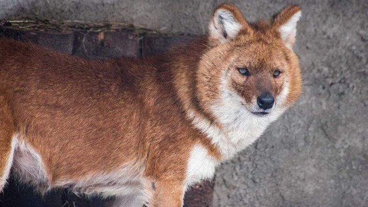 Как выглядит красный волк Как выглядит красный волк