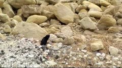 Кошки в Испании живут в камнях, у самого СИНЕГО моря, ЗАВИДУ...