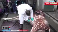 Убийство жирафа