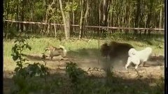 Полювання на козулю  Випробування лайок по ведмедю