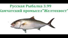 ●●Русская Рыбалка 3.99•Камчатский промысел&quot;Желтохвост&quot;●●