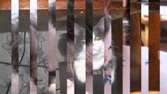 My edited video про мою кошку!  Yulia Orlova