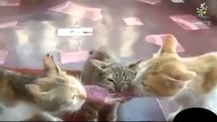 Видео про кошек  Кошки приколы  Забавные кошки