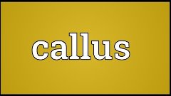 Callus Meaning